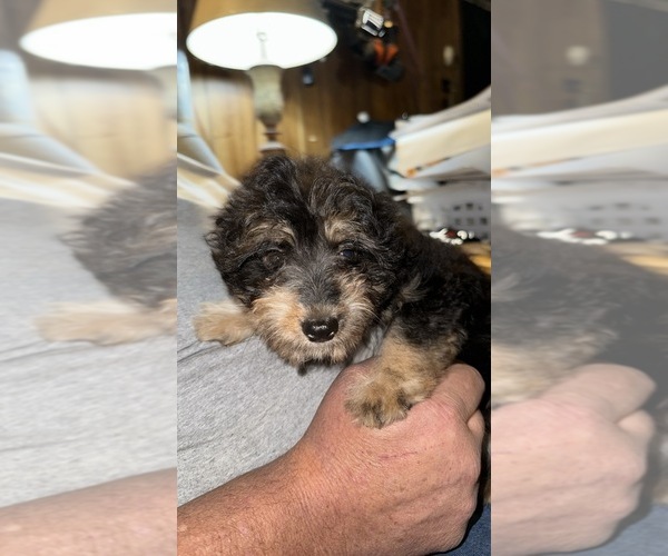 Medium Photo #2 Aussie-Poo Puppy For Sale in EARLE, AR, USA