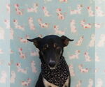 Small Labrador Retriever Mix