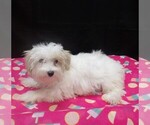 Sage - Female Maltipoo (Miniature) Puppy for Sale - Photo #3