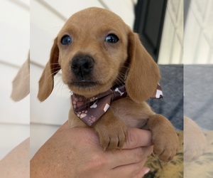 Dachshund Puppy for sale in STEINHATCHEE, FL, USA