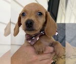 Small Dachshund