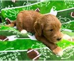 Small Photo #7 Goldendoodle Puppy For Sale in TOLEDO, OH, USA