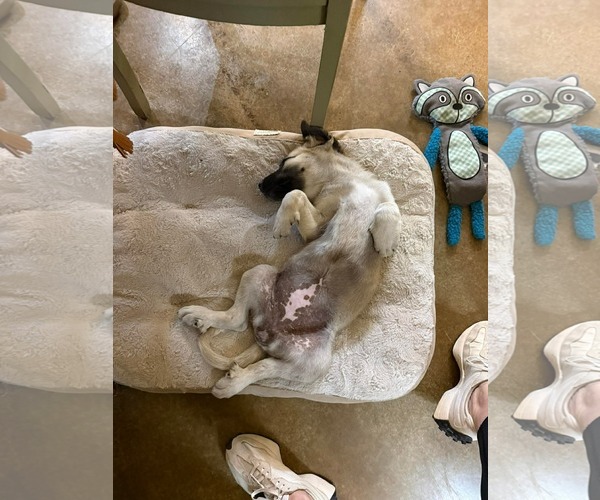 Medium Photo #3 Anatolian Pyrenees Puppy For Sale in Houston, TX, USA