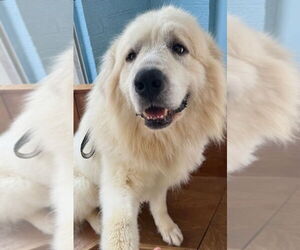 Great Pyrenees Dogs for adoption in Lexington Park, MD, USA