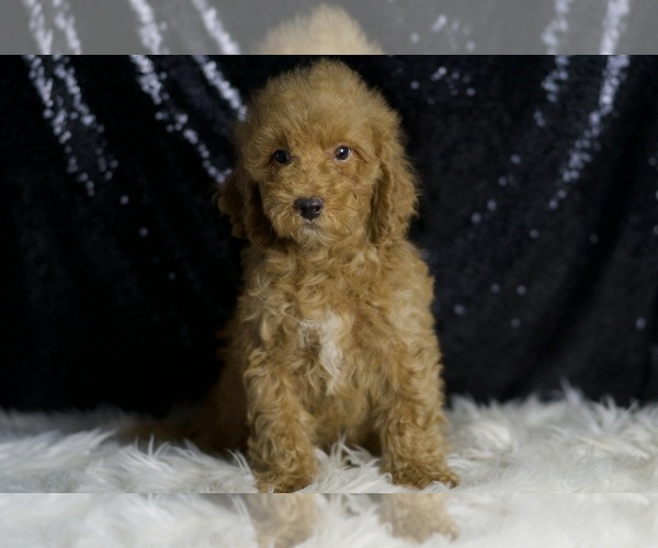 Medium Photo #5 Goldendoodle (Miniature) Puppy For Sale in WARSAW, IN, USA