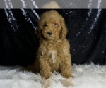 Small #4 Goldendoodle (Miniature)