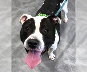 Mutt Dogs for adoption in Thief River Falls, MN, USA