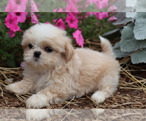 Shih Tzu Puppy for sale in SHILOH, OH, USA