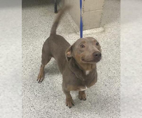 Medium Photo #1 Labrador Retriever-Unknown Mix Puppy For Sale in Conroe, TX, USA