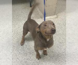 Labrador Retriever-Unknown Mix Dogs for adoption in Conroe, TX, USA