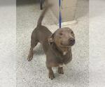 Small Labrador Retriever Mix