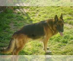 Father of the German Shepherd Dog puppies born on 08/27/2023