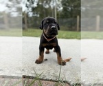 Small #4 Doberman Pinscher