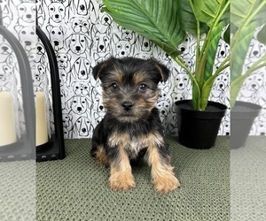 Yorkshire Terrier Puppy for sale in FRANKLIN, IN, USA
