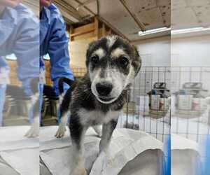 Mutt Dogs for adoption in Calgary, Alberta, Canada