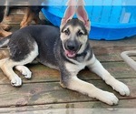 Small Photo #1 German Shepherd Dog Puppy For Sale in IONIA, MI, USA