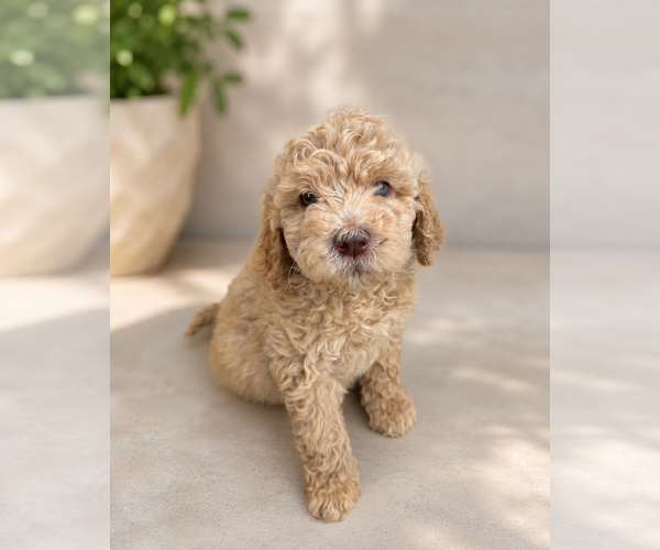 Medium Photo #4 Goldendoodle Puppy For Sale in HESPERIA, CA, USA