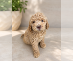 Small #3 Goldendoodle