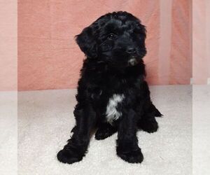 Newfoundland-Poodle (Miniature) Mix Puppy for sale in MARSHALL, IN, USA