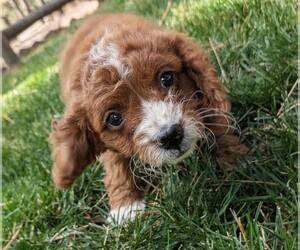 Cavapoo (Miniature) Puppy for Sale in SISTERS, Oregon USA