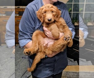 Medium Goldendoodle mix (+ Poodle Standard)