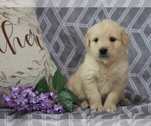 English Cream Golden Retriever-Golden Retriever Mix Puppy for sale in FREDERICKSBG, OH, USA