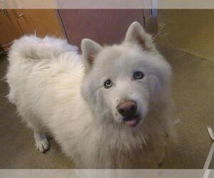 Samoyed-Siberian Husky Mix Dogs for adoption in Sacramento, CA, USA