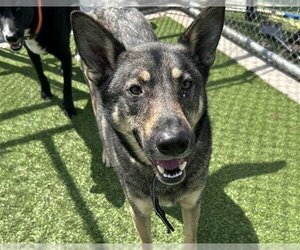German Shepherd Dog-Unknown Mix Dogs for adoption in Grand Prairie, TX, USA