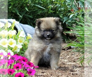 Pomeranian Puppy for sale in NEW PROVIDENCE, PA, USA