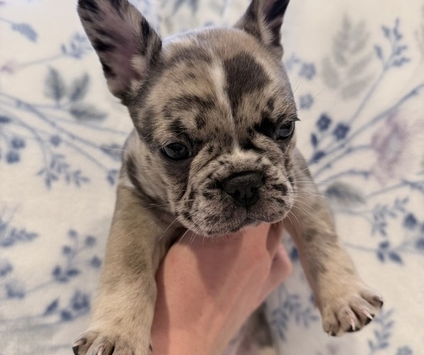 Medium Photo #1 French Bulldog Puppy For Sale in NORTH SACRAMENTO, CA, USA