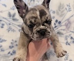 Small French Bulldog