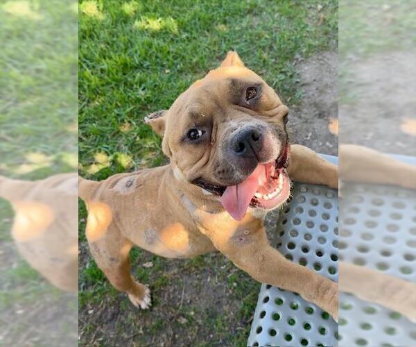Medium Photo #2 American Pit Bull Terrier-Unknown Mix Puppy For Sale in Riverside, CA, USA