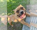 Small #1 American Pit Bull Terrier Mix