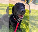 Small #8 Labrador Retriever Mix