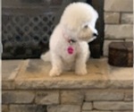 Small Photo #18 Bichon Frise Puppy For Sale in FAYETTEVILLE, GA, USA