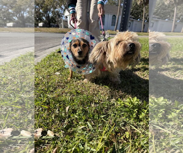 Medium Photo #4 Mutt Puppy For Sale in Sanford, FL, USA