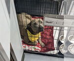 Small #3 American Staffordshire Terrier Mix