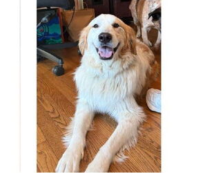 Golden Retriever-Unknown Mix Dogs for adoption in Westminster, MD, USA