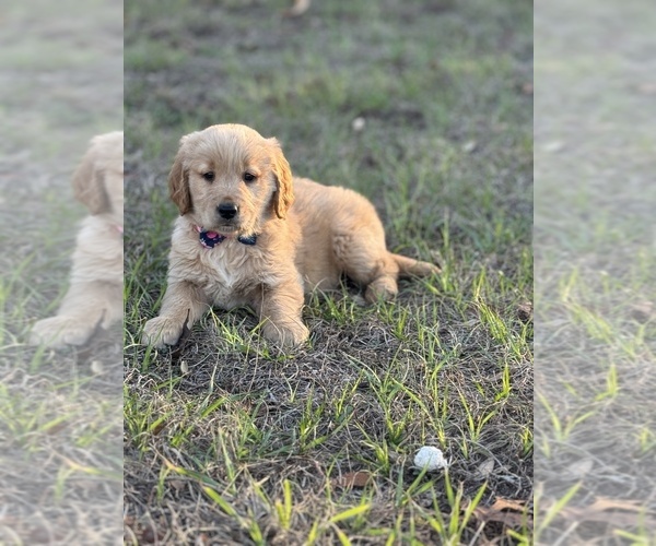 Medium Photo #6 Golden Retriever Puppy For Sale in BROOKSVILLE, FL, USA