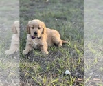 Small #5 Golden Retriever