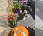 Small Photo #20 Aussiedoodle Puppy For Sale in RUSSELL, IA, USA