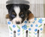 Small Photo #7 Miniature Australian Shepherd Puppy For Sale in STAFFORD, VA, USA