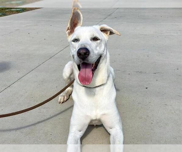 Medium Photo #1 Gerberian Shepsky Puppy For Sale in Orange, CA, USA