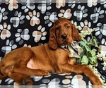 Small Photo #4 Irish Setter Puppy For Sale in QUARRYVILLE, PA, USA
