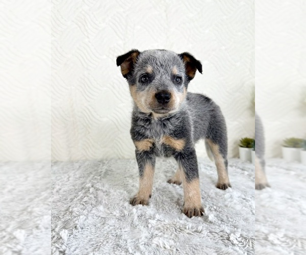 Medium Photo #1 Australian Cattle Dog Puppy For Sale in GREENFIELD, IN, USA