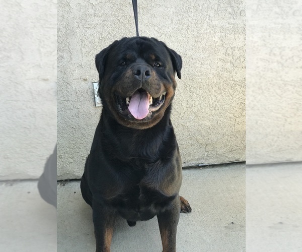 Medium Photo #1 Rottweiler Puppy For Sale in RIVERSIDE, CA, USA