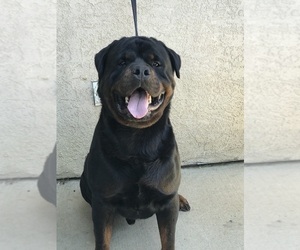 Father of the Rottweiler puppies born on 01/06/2022