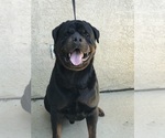 Small Photo #1 Rottweiler Puppy For Sale in RIVERSIDE, CA, USA