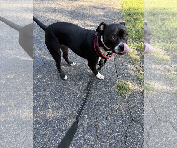 Medium Photo #4 American Staffordshire Terrier Puppy For Sale in Southbury, CT, USA