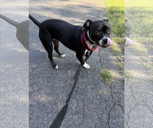 Shadow - Female American Staffordshire Terrier Dog for Adoption - Photo #4